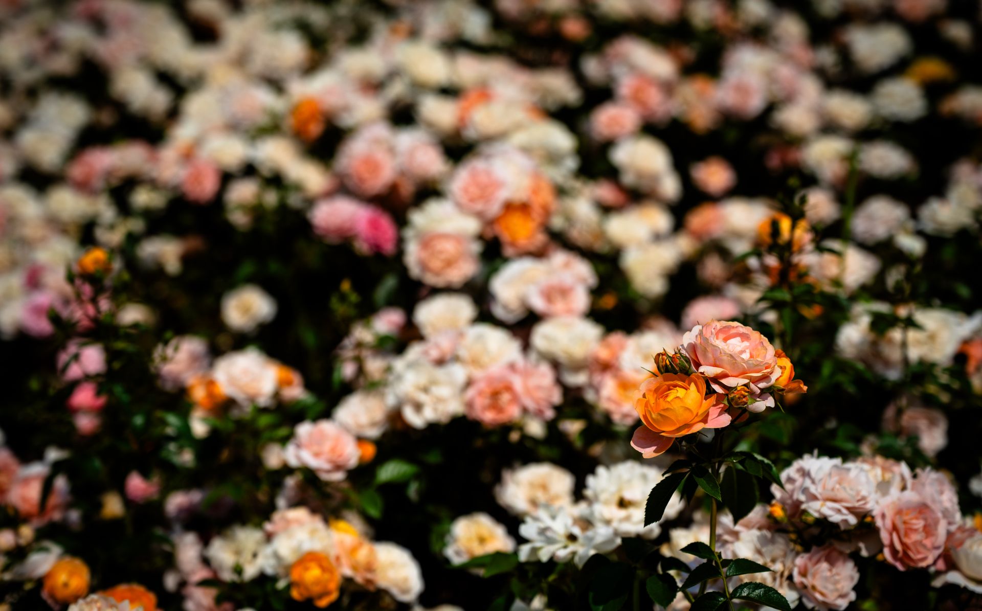 One orange and pink rose in sharp focus among a garden full of blurred roses, a reminder that self-love isn't about being the most exceptional rose but the one you tend.